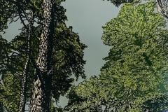 Jokhoo__Rhododendron-Wood_Reduction-linocut