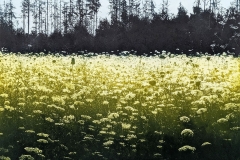 Ros-Pritchard-The-Bright-Field-Photopolymer-Etching