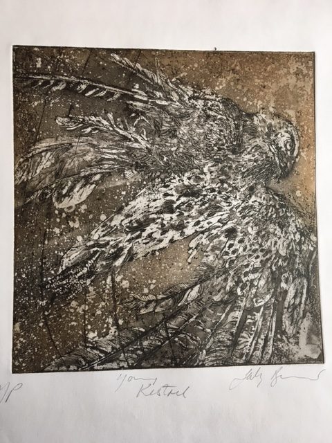 Sally Beaumont Young Kestrel etching 125 Printmakers Council